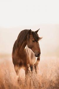 Pferde Zu Verkaufen 200x300 - Pferde Und Ponys Für Facebook