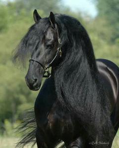 Pferde Zu Verkaufen Billig 240x300 - Andalusier Kostenlos Herunterladen