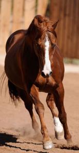 Pferde Zu Verkaufen In Niedersachsen Kostenlos Herunterladen 154x300 - Andalusier Pferd Für Facebook