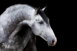 Pferde Zu Verschenken Für Facebook 300x200 - Pferde Ausmalbilder