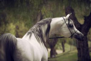 Pferde Zu Verschenken Kostenlos Downloaden 300x200 - Pferde Weihnachten Bilder Für Facebook