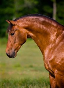 Pferde Zu Verschenken Kostenlos Herunterladen 217x300 - Bilder Haflinger Pferde Für Facebook