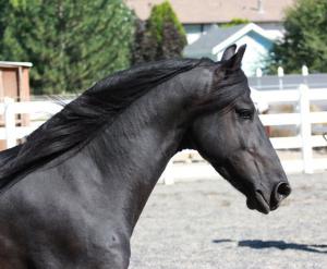 Pferde Zucht Und Sport 300x247 - Andalusier Pferd Für Facebook
