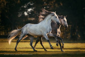 Pferde Zucht Und Sport Kostenlos Herunterladen 300x200 - Pferde Und Ponys Für Facebook