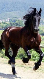 Pferdeanzeiger Kostenlos Herunterladen 169x300 - Pferde Reiten Bilder Für Facebook