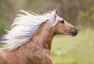 Pferdeaugen Bilder 300x205 - Pferde Araber Bilder Kostenlos Herunterladen
