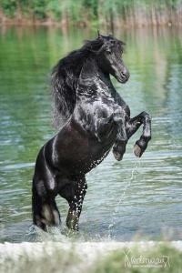 Pferdebörse Kostenlos Herunterladen 200x300 - Camargue Pferde Bilder Für Whatsapp