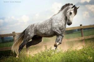 Pferdebild Leinwand 300x200 - Berühmte Pferde Gemälde Für Facebook