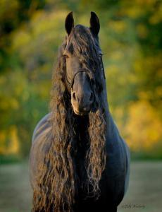 Pferdebild Leinwand Kostenlos Downloaden 230x300 - Fotograf Pferde Für Facebook