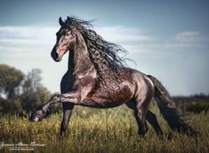 Pferdebilder Als Hintergrund 300x220 - Pferde Verkauf De Für Facebook
