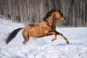Pferdebilder Als Hintergrund Kostenlos Herunterladen 300x200 - Pferde Zu Verkaufen Schweiz