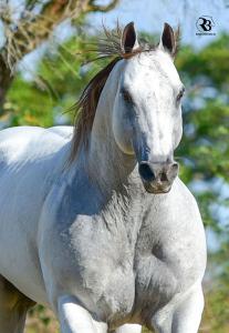 Pferdebilder Araber 207x300 - Pferde Kaufen Pony Kostenlos Herunterladen