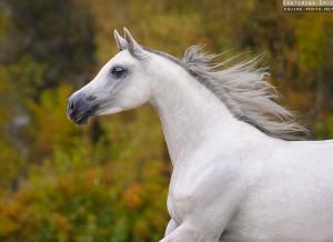 Pferdebilder Araber Für Facebook 300x218 - Pferde Und Pony Bilder Für Facebook