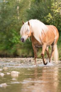 Pferdebilder Gemalt Kostenlos Herunterladen 200x300 - Pferde Bilder Ausdrucken Für Facebook