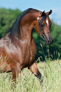 Pferdebilder Gratis 200x300 - Pferde Bilder Ausdrucken Für Facebook
