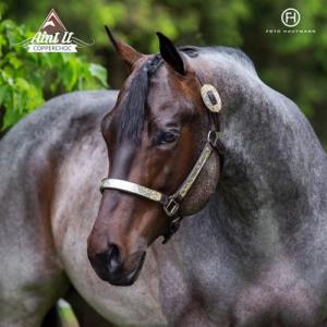 Pferdebilder Kaufen Für Facebook 300x300 - Freiberger Pferde Zu Verkaufen