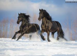 Pferdebilder Kaufen Kostenlos Downloaden 300x220 - Pferderassen Mit Bild Kostenlos Herunterladen