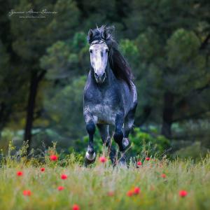 Pferdebilder Kostenlos Downloaden 300x300 - Echte Pferde Bilder Für Facebook