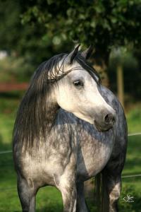 Pferdebilder Kostenlos Downloaden Für Facebook 200x300 - Araber Pferde Bilder Für Facebook