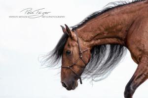 Pferdebilder Kostenlos Herunterladen Für Whatsapp 300x200 - Pferde Bilder Haflinger Für Facebook