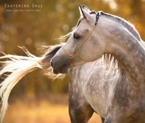 Pferdebilder Kostenlos Herunterladen Kostenlos Herunterladen 300x254 - Pferde Ausdruck Bilder Für Facebook