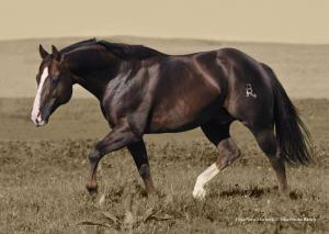 Pferdebilder Kostenlos Kostenlos Downloaden 300x213 - Lustige Bilder Pferde Kostenlos Herunterladen