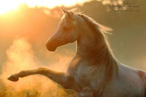 Pferdebilder Lustig Kostenlos Herunterladen 300x200 - Pferde Bilder Kaufen Für Facebook