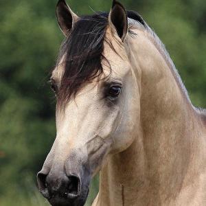 Pferdebilder Schwarz Weiß 300x300 - Pferde Pferde Pferde