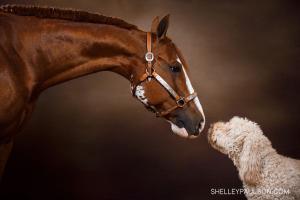 Pferdefoto 300x200 - Pferde Bilder Schwarz Für Facebook