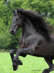 Pferdefoto Für Whatsapp 223x300 - Andalusier Pferd