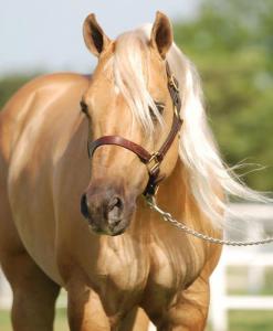 Pferdefotografie Kostenlos Downloaden 247x300 - Andalusier