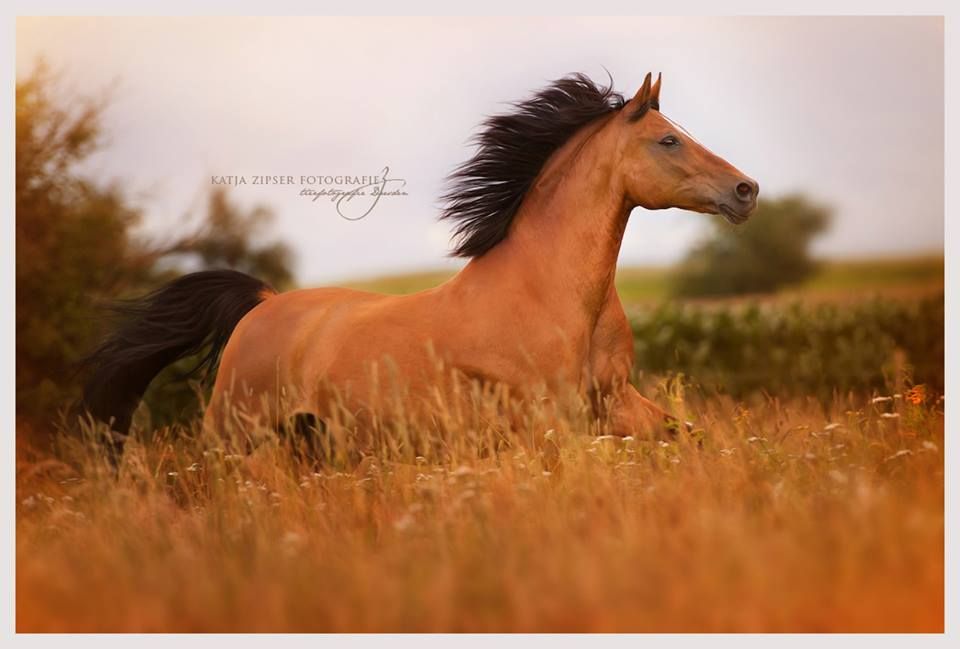Pferdefotografie Kostenlos Herunterladen - Pferdefotografie Kostenlos Herunterladen
