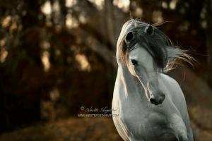 Pferdegespann Bilder 300x200 - Pferde Ausdruck Bilder Für Facebook