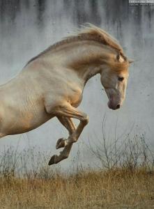 Pferdegespann Bilder Kostenlos Herunterladen 221x300 - Pferdeanzeiger Für Facebook