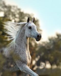 Pferdegestüt Für Facebook 240x300 - Pferde Bilder Schwarz Weiß