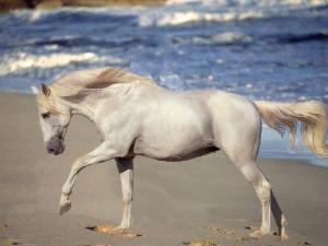 Pferdegestüt Für Whatsapp 300x225 - Pferde Andalusier Bilder