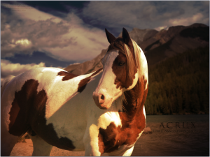 Pferdegesuche 300x225 - Pferdebilder Kaufen Für Facebook