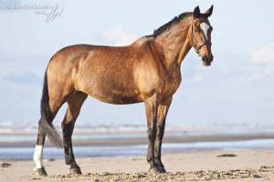 Pferdehaltung 300x200 - Pferde Andalusier Bilder