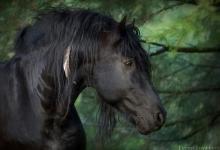 Bild von Pferdehof Für Facebook bilder fürs handy