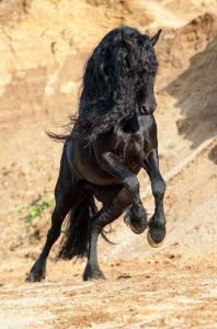 Pferdekauf 198x300 - Araber Pferde Bilder