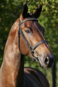Pferdekauf Schweiz Für Whatsapp 200x300 - Camargue Pferde Bilder Für Facebook