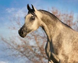 Pferdekauf Schweiz Kostenlos Herunterladen 300x240 - Pferde Ausdruck Bilder Für Facebook