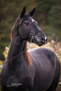 Pferdekopf Bilder 200x300 - Mustang Pferd Kaufen Kostenlos Herunterladen