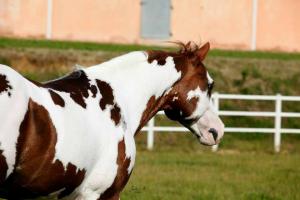 Pferdemotive Kostenlos Für Facebook 300x200 - Bilder Pferde Kostenlos Kostenlos Herunterladen