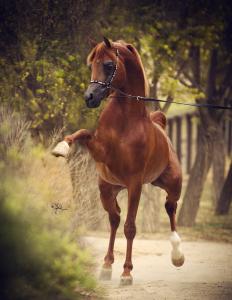 Pferdemotive Kostenlos Kostenlos Herunterladen 232x300 - Ponys Und Pferde Zu Verkaufen Für Whatsapp