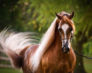 Pferderassen Bilder 300x240 - Andalusier Pferd