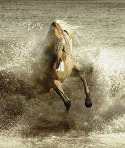 Pferderassen Bilder Für Facebook 253x300 - Norweger Pferde Für Whatsapp