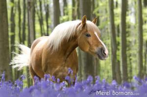Pferderassen Bilder Kostenlos Downloaden 300x199 - Tierbilder Pferde Für Whatsapp