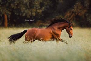 Pferderassen Bilder Kostenlos Herunterladen 300x200 - Die Schönsten Pferdebilder Für Facebook