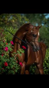Pferderassen Bilder Zum Drucken 169x300 - Islandpferde Für Facebook